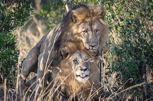 Jefe de Censura Cinematográfica de Kenia dice que leones “homosexuales” están poseidos